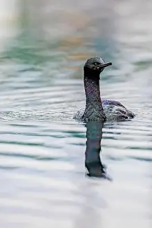 Cormorant Prints: Pelagic Cormorant, Urile pelagicus