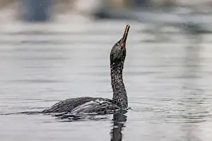 Cormorant Prints: Pelagic Cormorant, Urile pelagicus