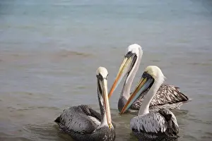 Ocean Beach Prints: Pelican