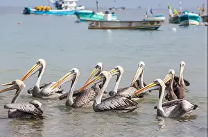 Fisher Prints: Pelican