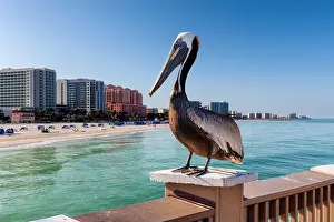 Sky Travel Prints: Pelican bird posing in the public pier in Clearwater, Florida, USA
