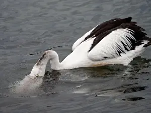On The Water Prints: Pelican, birds, head in the water scooping up food with its bill into its large pink throat pouch