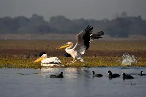 Scenics Nature Prints: Pelicans in Keoladeo National Park
