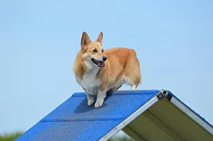 Fawn Prints: Pembroke Welsh Corgi Standing on an A-Frame at a Dog Agility Trial