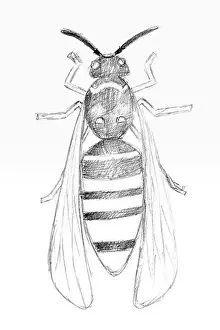 Illustrate Prints: Pencil drawing by the wasp on the white paper