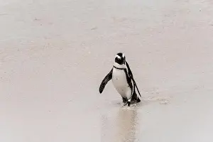 South African Prints: penguin dodging backwash on water edge at Boulders beach