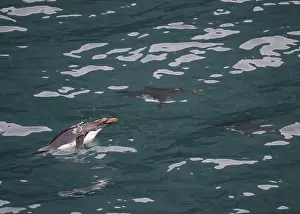 Flipper Prints: Penguin Macaroni (Eudyptes chrysolophs) swimming underwater