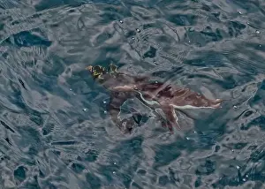 Flipper Prints: Penguin Macaroni (Eudyptes chrysolophs) swimming underwater