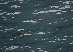 Flipper Prints: Penguin Macaroni (Eudyptes chrysolophs) swimming underwater