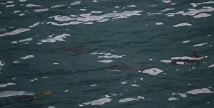 Flipper Prints: Penguin Macaroni (Eudyptes chrysolophs) swimming underwater