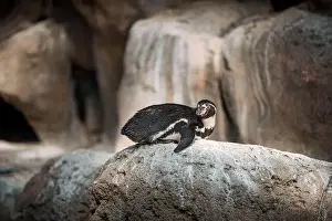 Flightless Prints: Penguin perched on rock near waterfall in nature