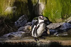 Waddle Prints: A penguin perched on rocks with water and additional rocks in the background