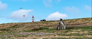 Punta Prints: Penguin Reserve at Magdalena island in the Strait of Magellan