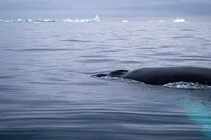 Penguin Prints: Penguin swimmimg into the Ocean