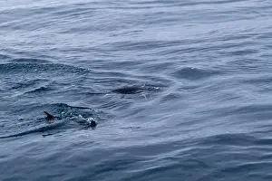 Penguin Prints: Penguin swimmimg into the Ocean
