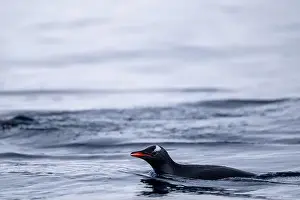Penguin Prints: Penguin swimmimg into the Ocean
