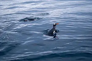 Antarctic Prints: Penguin swimmimg into the Ocean
