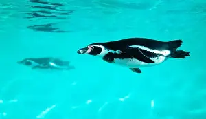 Penguins Prints: The penguin swims underwater in the sea