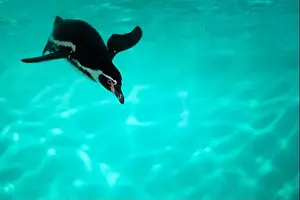 Penguins Prints: The penguin swims underwater in the sea
