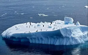 Aspiration Prints: Penguins on Iceberg in Antarctica
