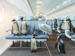 Class Prints: penguins and pelican fly in the airplane cabin. Creative photocombination concept