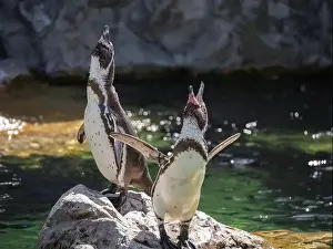 Waddle Prints: Two Penguins stand on a Rock Together Near a Pond
