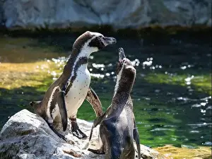 Waddle Prints: Two Penguins stand on a Rock Together Near a Pond