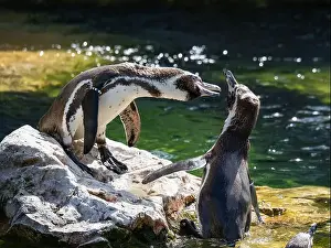Waddle Prints: Two Penguins stand on a Rock Together Near a Pond