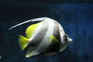 Coralfish Prints: The pennant coralfish (Heniochus acuminatus)