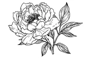 Poppy Prints: Peony flower and leaves drawing. Vector hand drawn engraved ink illustration