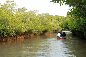 Pleasant Prints: People travelling through boats in backwater near Pichavaram mangrove forest ; near Chidambaram ; Tamil Nadu ; India