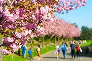 Blur Background Prints: People walking at blooming sakura alley in Botanical Garden