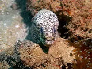 Fujairah Prints: Pepper moray eel fish on the Gulf of Oman Days in Fujairah, United Arab Emirates