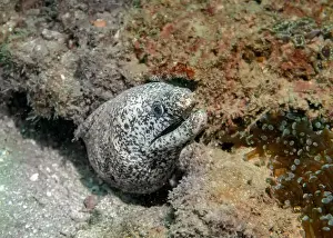Fujairah Prints: Pepper moray eel fish on the Gulf of Oman Days in Fujairah, United Arab Emirates