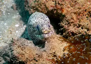 Fujairah Prints: Pepper moray eel fish on the Gulf of Oman Days in Fujairah, United Arab Emirates