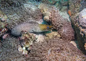 Fujairah Prints: A Pepper Moray eel hides on a coral reef at the bottom of the Gulf of Oman in Fujairah