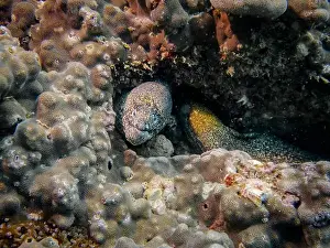 Fujairah Prints: A Pepper Moray eel hides on a sponge-covered coral reef at the bottom of the Gulf of Oman in Fujairah