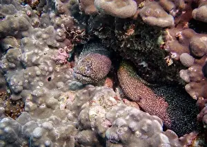 Fujairah Prints: A Pepper Moray eel hides on a sponge-covered coral reef at the bottom of the Gulf of Oman in Fujairah
