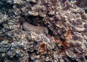 Fujairah Prints: A Pepper Moray eel hides on a sponge-covered coral reef at the bottom of the Gulf of Oman in Fujairah