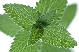 Fixed Prints: Peppermint Mentha piperita detail