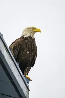 Accipitridae Prints: A perched bald eagle, Haliaeetus leucocephalus