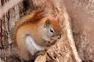 Laval Prints: Perched red squirrel on the tree trunk, Quebec, Canada