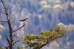 Talons Prints: A peregrine falcon on a branch, Mount Maxwell, Salt Spring Island, BC, Canada
