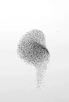 Predatory Prints: A Peregrine Falcon (Falco peregrinus) attacking a flock of Starlings (Sturnus vulgaris)