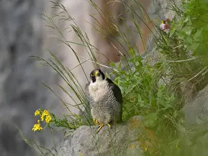 American Wildlife Prints: Peregrine falcon[ Falco Peregrinus] perched on a ledge in the Avon gorge, Bristol UK