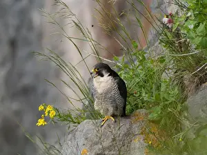 American Wildlife Prints: Peregrine falcon[ Falco Peregrinus] perched on a ledge in the Avon gorge, Bristol UK
