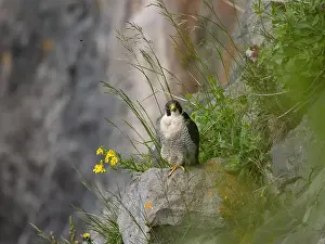 American Wildlife Prints: Peregrine falcon[ Falco Peregrinus] perched on a ledge in the Avon gorge, Bristol UK