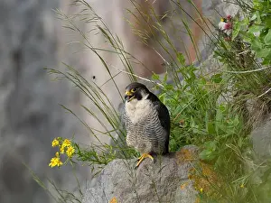 American Wildlife Prints: Peregrine falcon[ Falco Peregrinus] perched on a ledge in the Avon gorge, Bristol UK