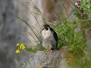 American Wildlife Prints: Peregrine falcon[ Falco Peregrinus] perched on a ledge in the Avon gorge, Bristol UK