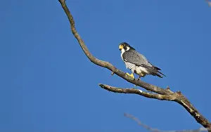 Peregrine Prints: A peregrine falcon Falco peregrinus perches in a tree in Canada after eating a bird it caught